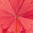 Deštník luxusní Pasotti Red Flower