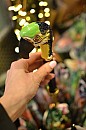 Deštník luxusní Pasotti Parrot