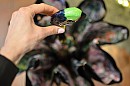 Deštník luxusní Pasotti Parrot