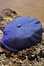 Bekovka Panel Cap Line Stetson