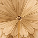 Deštník luxusní Pasotti Brown Dahlia