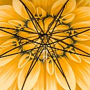 Deštník luxusní Pasotti Gold Dahlia